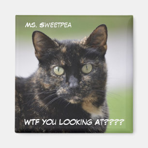 Ms Sweetpea the Tortie Magneet