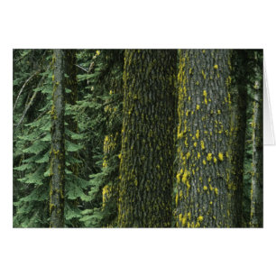 Mt. Ashland, forêt nationale de Rogue River,