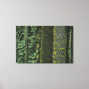 Mt. Ashland, Rogue RIver Nationaal Bos, Canvas Afdruk