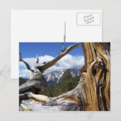 Mt. Charleston, Las Vegas, NV Carte postale (Devant / Derrière)