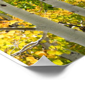 Mt. Charleston NV Automne Aspen 16"x 20" Poster (Coin)