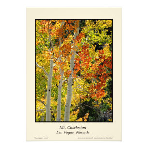 Mt. Charleston NV Automne Aspen 20"x28" Poster