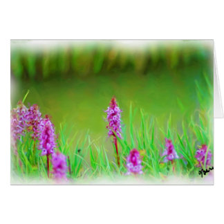 MT EVANS WILDFLOWERS-KAART