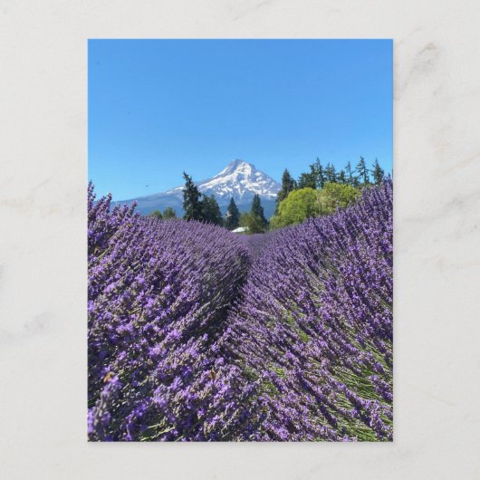 Mt Hood Oregon  Briefkaart (Voorkant)