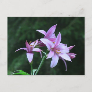 Mt Jefferson Oregon Flora Flower Wildflower Briefkaart