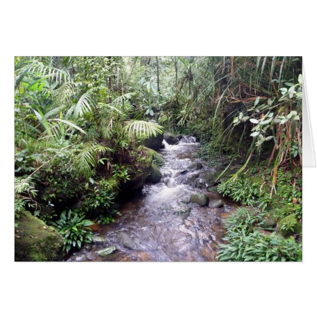 mt kinabalu creek (Voorkant Horizontaal)