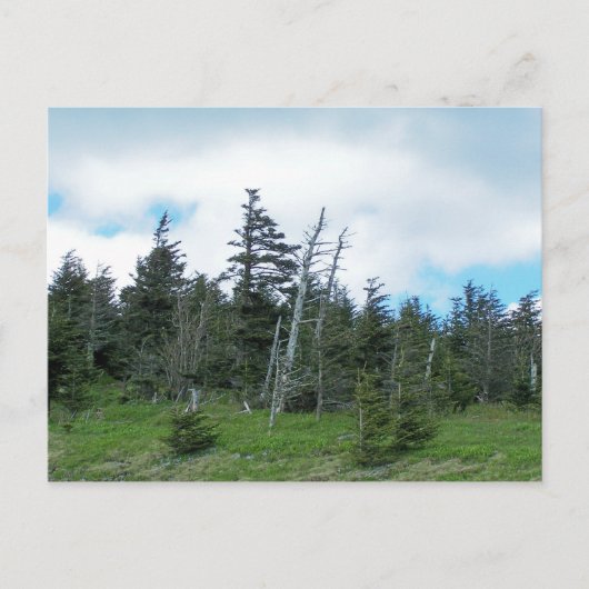 Mt. Mitchell Briefkaart (Voorkant)