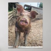 Muddy Pig Poster Funny (Voorkant)