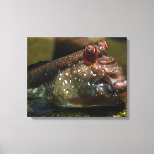 Mudskipper Amphibious Fish Oxudercinae Canvas Afdruk (Voorkant)