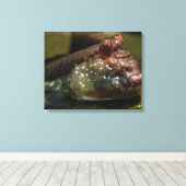 Mudskipper Amphibious Fish Oxudercinae Canvas Afdruk (Insitu (Houten vloer))