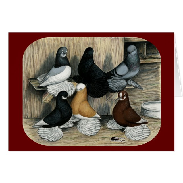 Muffed Tumbler Pigeons (Voorkant Horizontaal)