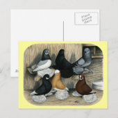 Muffed Tumbler Pigeons Briefkaart (Voorkant / Achterkant)