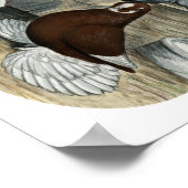 Muffed Tumbler Pigeons Poster (Hoek)