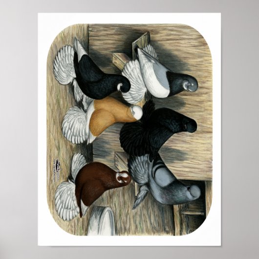 Muffed Tumbler Pigeons Poster (Voorkant)