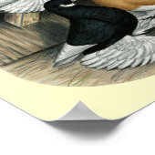 Muffed Tumbler Pigeons Poster (Hoek)