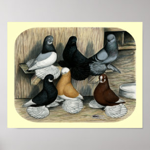 Muffed Tumbler Pigeons Poster