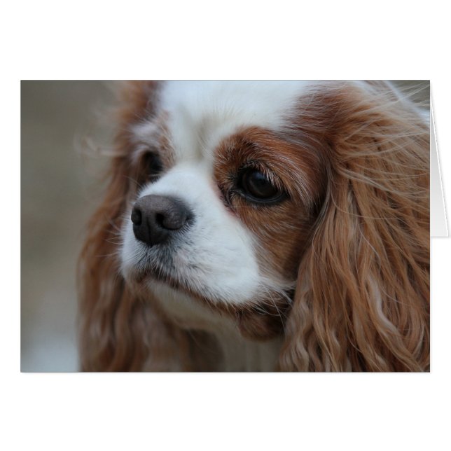 Muffin a Blenheim Cavalier King Chalres Spaniel. (Devant horizontal)