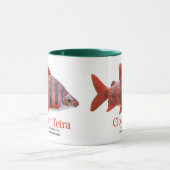 MUG ショート・ノーズ・クラウン・テトラ (Centre)