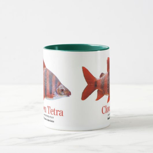 MUG ショート・ノーズ・クラウン・テトラ (Centre)