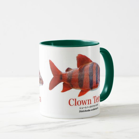 MUG ショート・ノーズ・クラウン・テトラ (Devant droit)