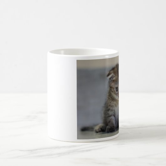 MUG スコティッシュフォールド子猫　マグカップ (Centre)