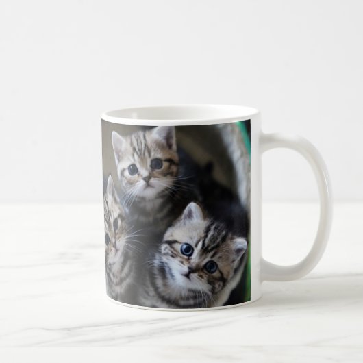 MUG ３匹のアメリカンショートヘアの子猫たち　マグカップ (Droite)