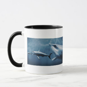 Mug 3 grands requins blancs (carcharias de