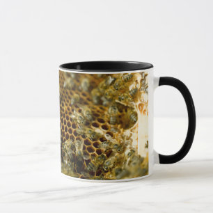 Mug Abeilles dans une ruche, Western Cape, Afrique du