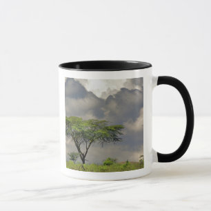 Mug Acacia tortilis, Acacia tortilis, et 2