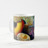 Mug Actiniae par Ernst Haeckel (Devant gauche)