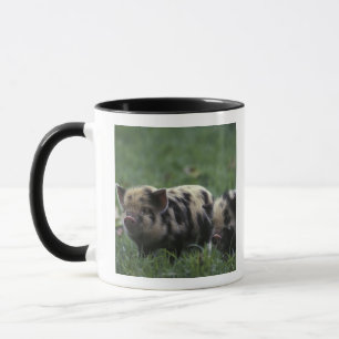 Mug Afrique, Afrique du Sud, près de Gansbaai Domestiq