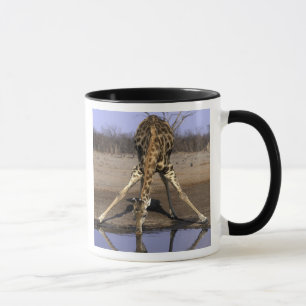 Mug Afrique, Botswana, Parc national de Chobe, Girafe