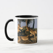 Mug Afrique, Botswana, Parc national de Chobe, Lioness (Gauche)