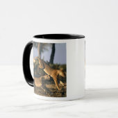 Mug Afrique, Botswana, Parc national de Chobe, Lioness (Devant gauche)