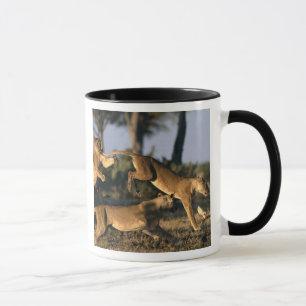 Mug Afrique, Botswana, Parc national de Chobe, Lionnes
