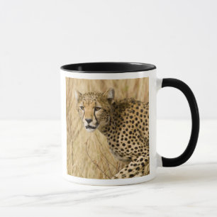 Mug Afrique. Kenya. Guépard au parc national de Sambur