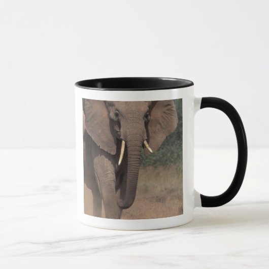 Mug Afrique, Kenya, Nanyuki, Mpala. Éléphant d'Afrique (Droite)