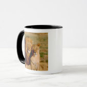 Mug Afrique, Namibie, Okonjima. Lion & Lion (Devant gauche)