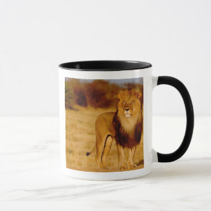 Mug Afrique, Namibie, Okonjima. Lion mâle solitaire