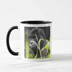 Mug Afrique Ouganda, Bwindi