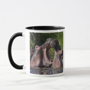 Mug Afrique. Tanzanie. Hippopotames en combat