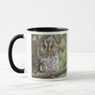 Mug Afrique. Tanzanie. Petit-duc scops à Tarangire 2
