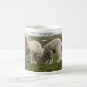 Mug Agneaux nouveau-nés