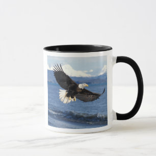 Mug aigle royal, Haliaeetus leuccocephalus, en vol