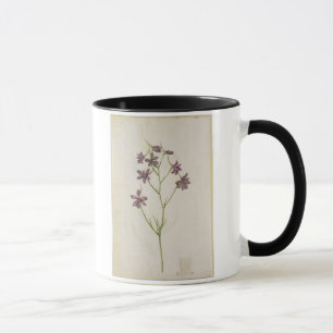 Mug Ajacis de delphinium, c.1568