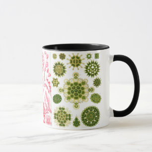 Mug algues vertes, diverses, haeckel