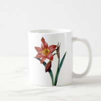 Amaryllis