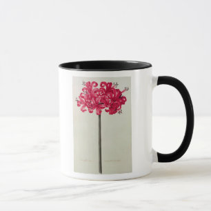 Mug Amaryllis Sarniensis, ou narcisse