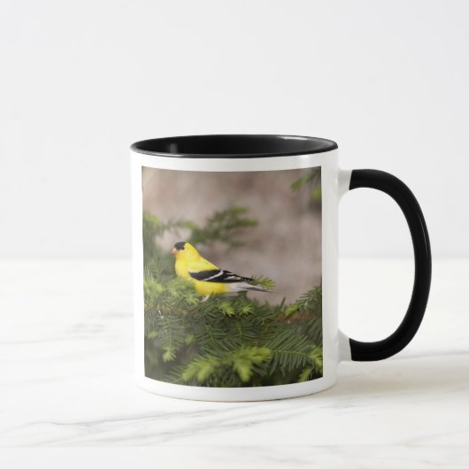 Mug Américain Goldfinch mâle dans un arbre (Droite)