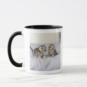Mug Américain Shorthair 7
